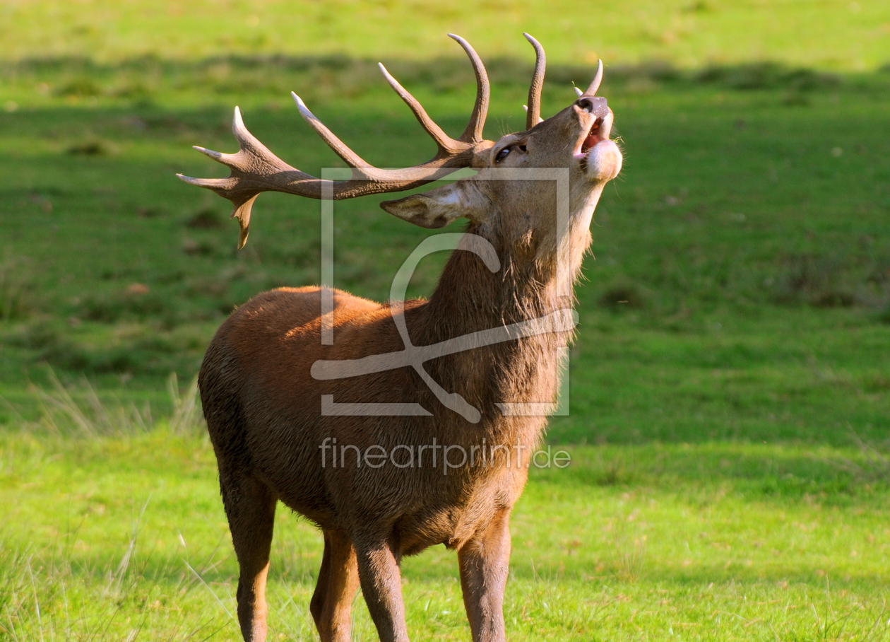 Bild-Nr.: 11195080 Platzhirsch erstellt von VOLKER60