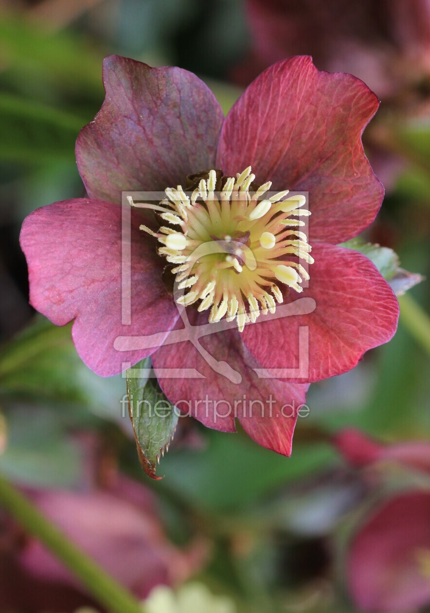 Bild-Nr.: 11210242 ~ Christrose ~  erstellt von SusaZoom