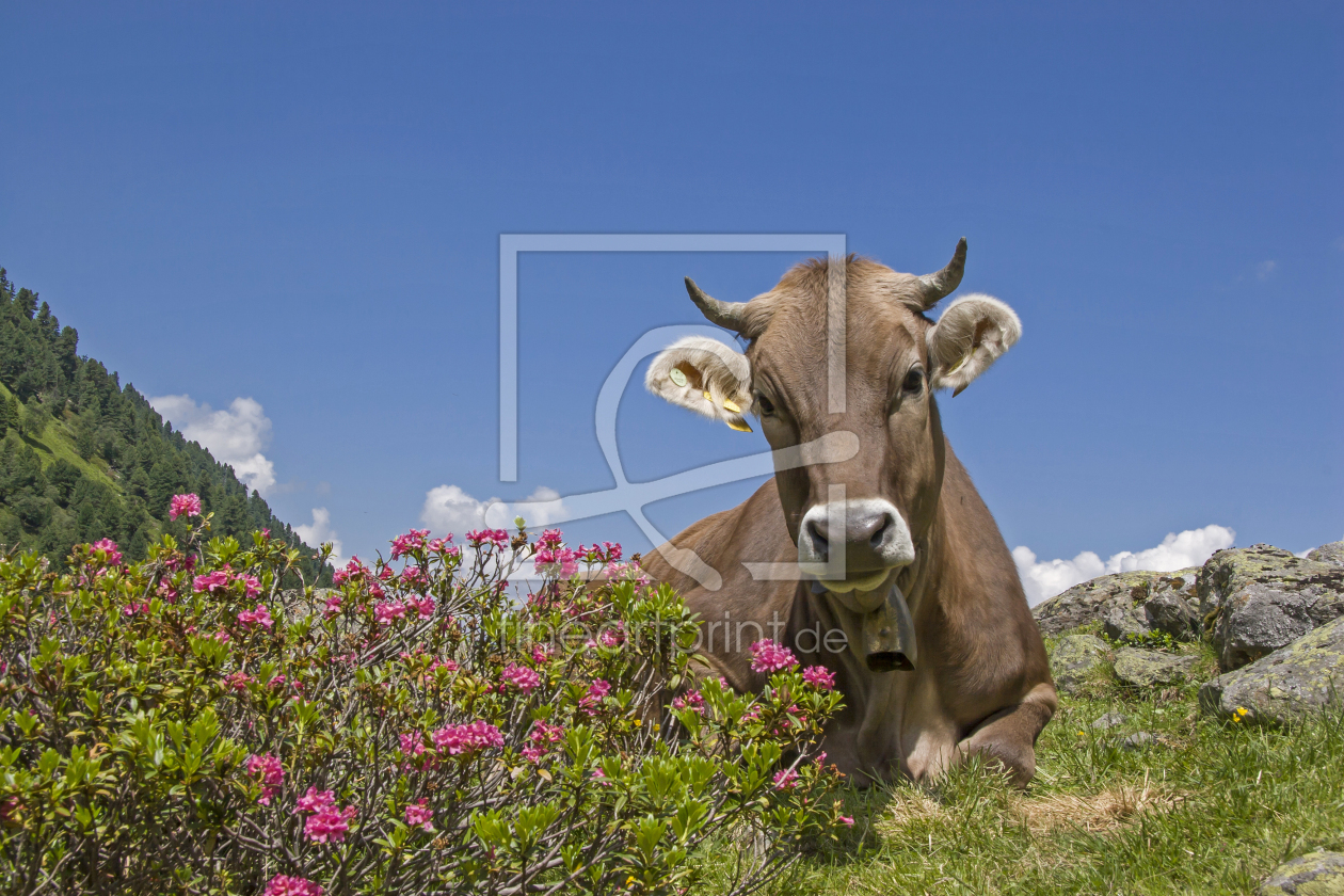Bild-Nr.: 11221542 Kuh mit Alpenrosen erstellt von EderHans