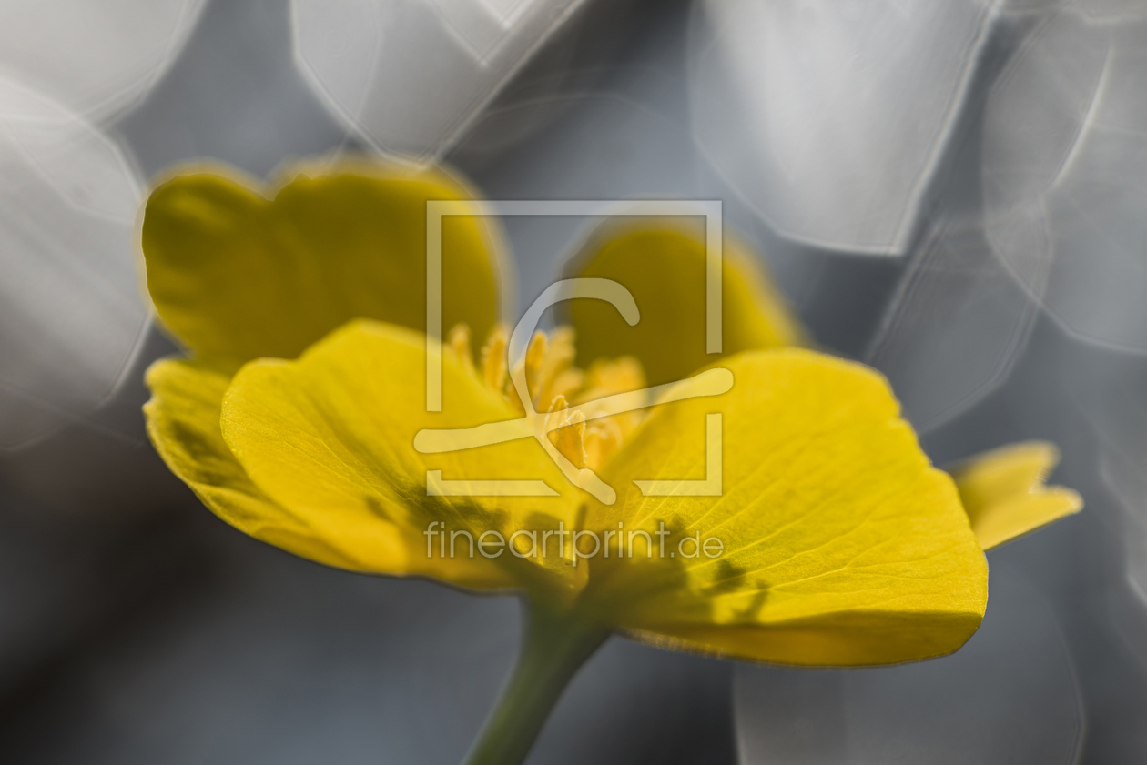Bild-Nr.: 11236294 Dotterblume vor Wasserreflexionen. erstellt von Christian Krammer