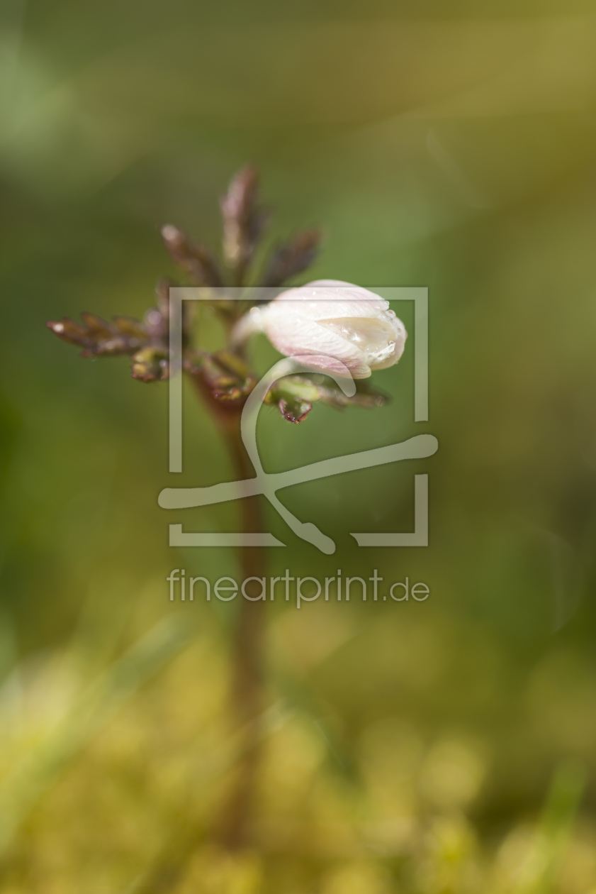 Bild-Nr.: 11237606 Buschwindröschen mit Tautropfen. erstellt von Christian Krammer