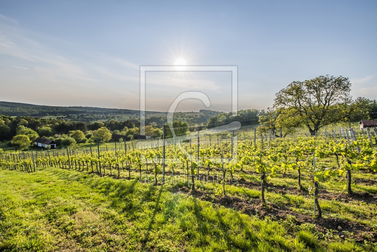Bild-Nr.: 11248806 Frühling am Weinberg erstellt von Christian Krammer