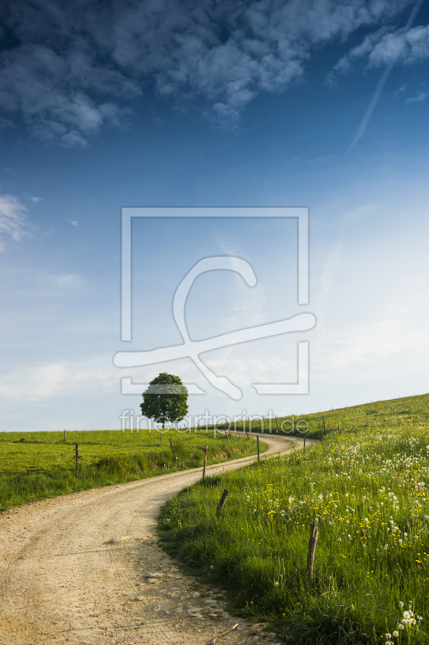 Bild-Nr.: 11262148 Baum und Weg erstellt von danielschoenen