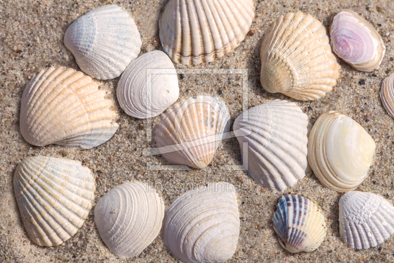 Bild-Nr.: 11263176 Muscheln erstellt von HeschFoto