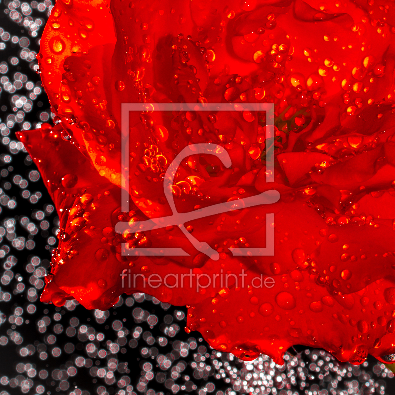 Bild-Nr.: 11278006 Rose Phantasie erstellt von Richard-Young