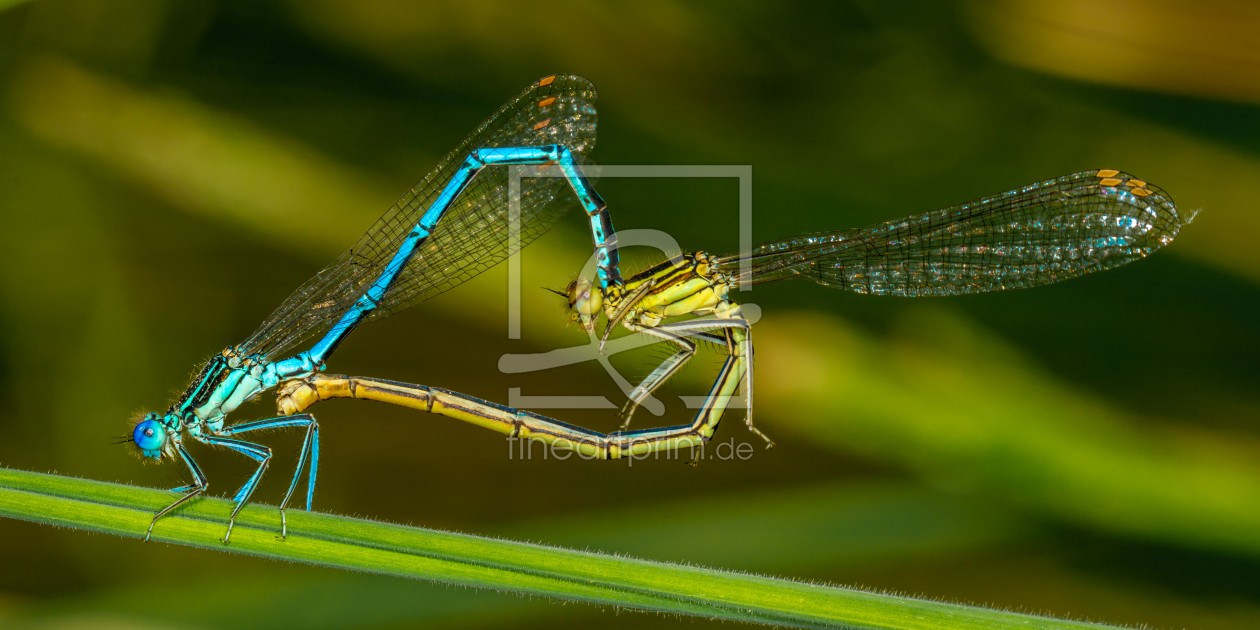 Bild-Nr.: 11281478 Hufeisen-Azurjungfer - Coenagrion puella erstellt von Richard-Young