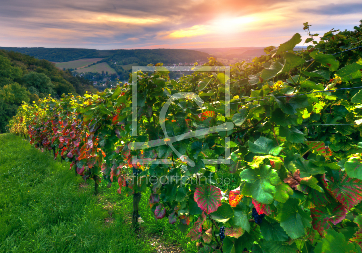Bild-Nr.: 11354358 Weinberg erstellt von Steffen Gierok