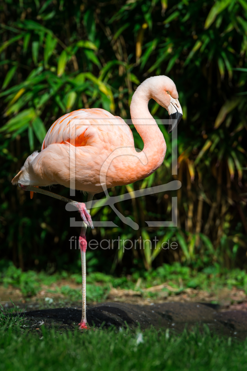 Bild-Nr.: 11360650 ChileFlamingo , Phoenicopterus chilensis erstellt von Richard-Young