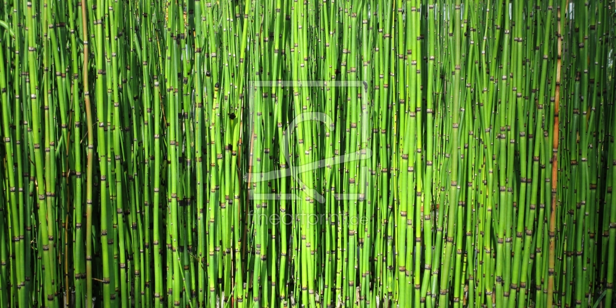 Bild-Nr.: 11366443 Schachtelhalme erstellt von gabii40