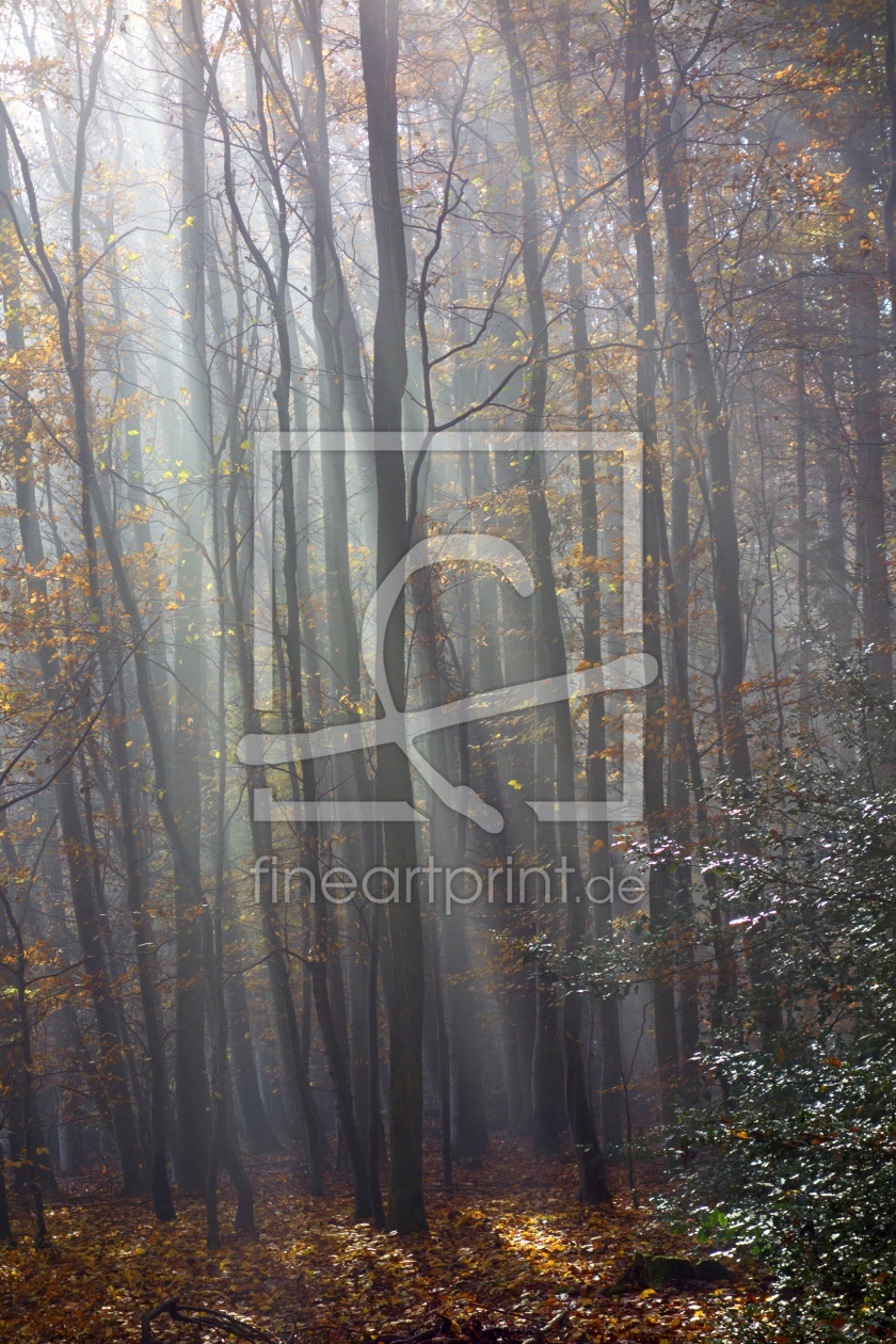 Bild-Nr.: 11425146 Die Sonne macht den Wald zum Dom, 2 erstellt von isitasitis