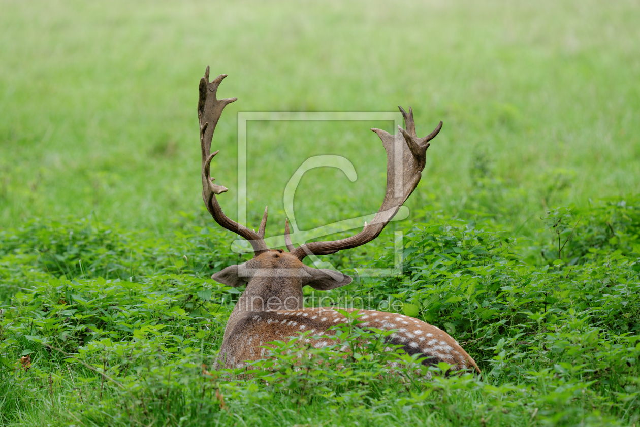 Bild-Nr.: 11429666 Hirsch im grünen Gras erstellt von Martin Schütze