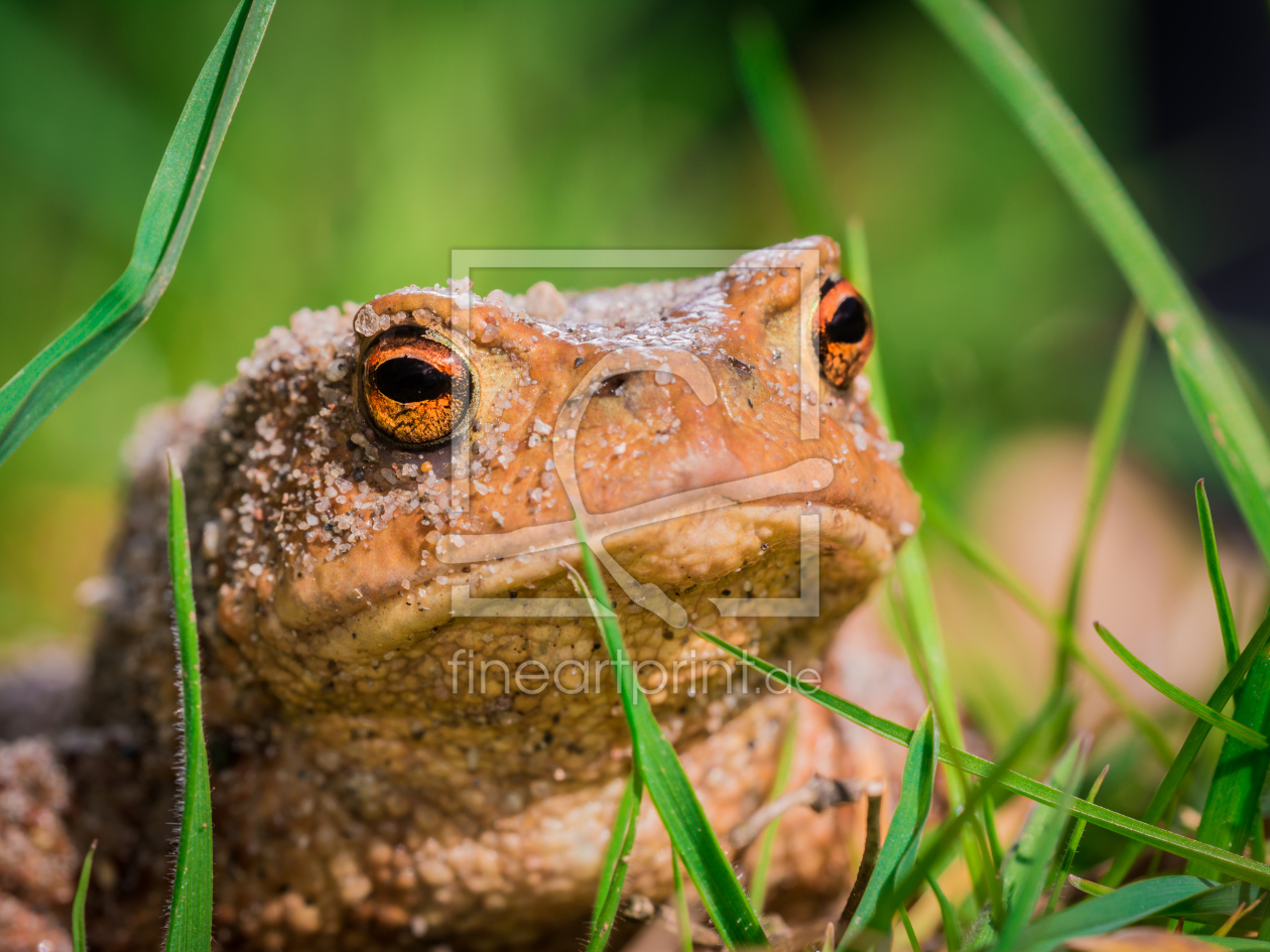 Bild-Nr.: 11476449 Bufo bufo - Erdkröte erstellt von Richard-Young