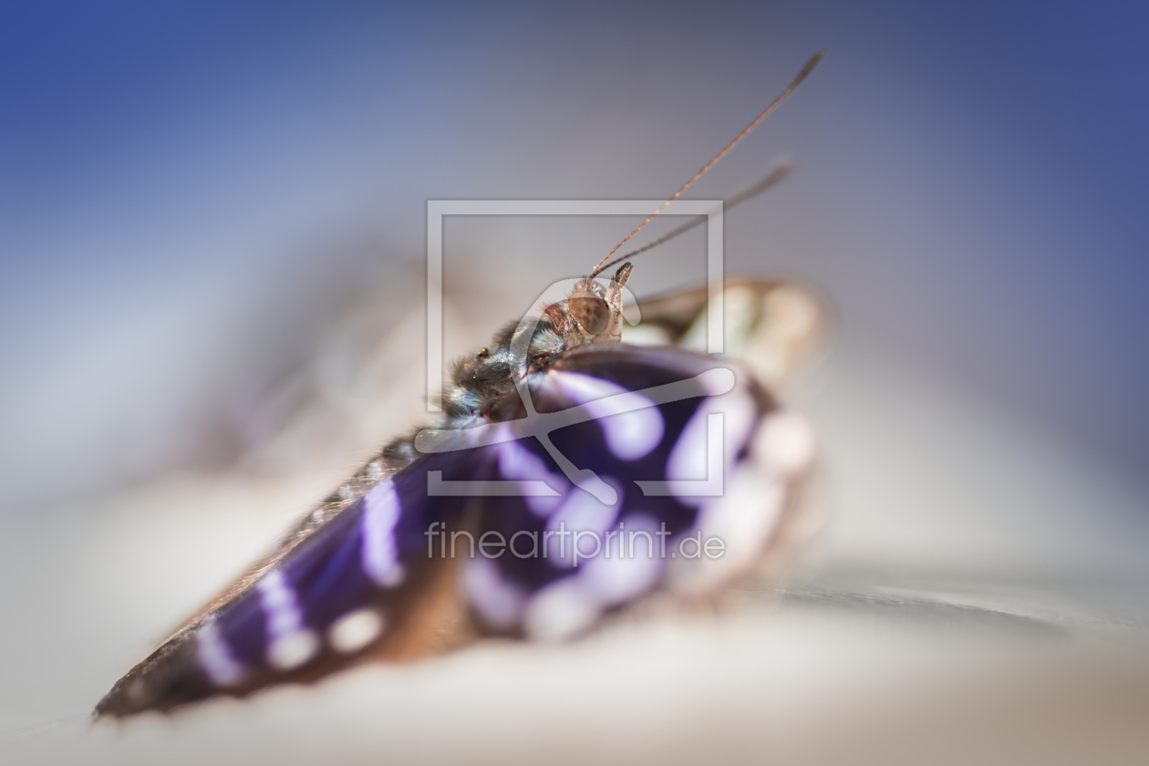 Bild-Nr.: 11484650 butterfly erstellt von Richard-Young