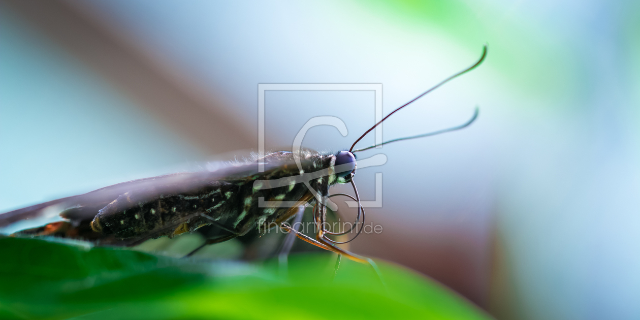 Bild-Nr.: 11485320 butterfly erstellt von Richard-Young