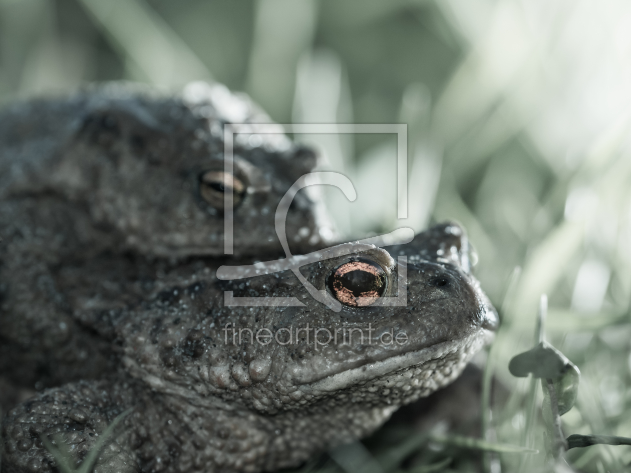 Bild-Nr.: 11486233 Bufo bufo - Erdkröte erstellt von Richard-Young