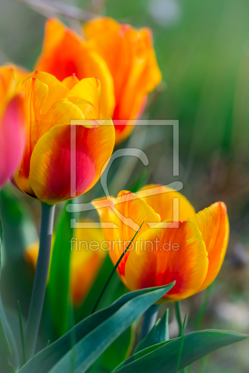 Bild-Nr.: 11488596 FRÜHLING erstellt von Richard-Young