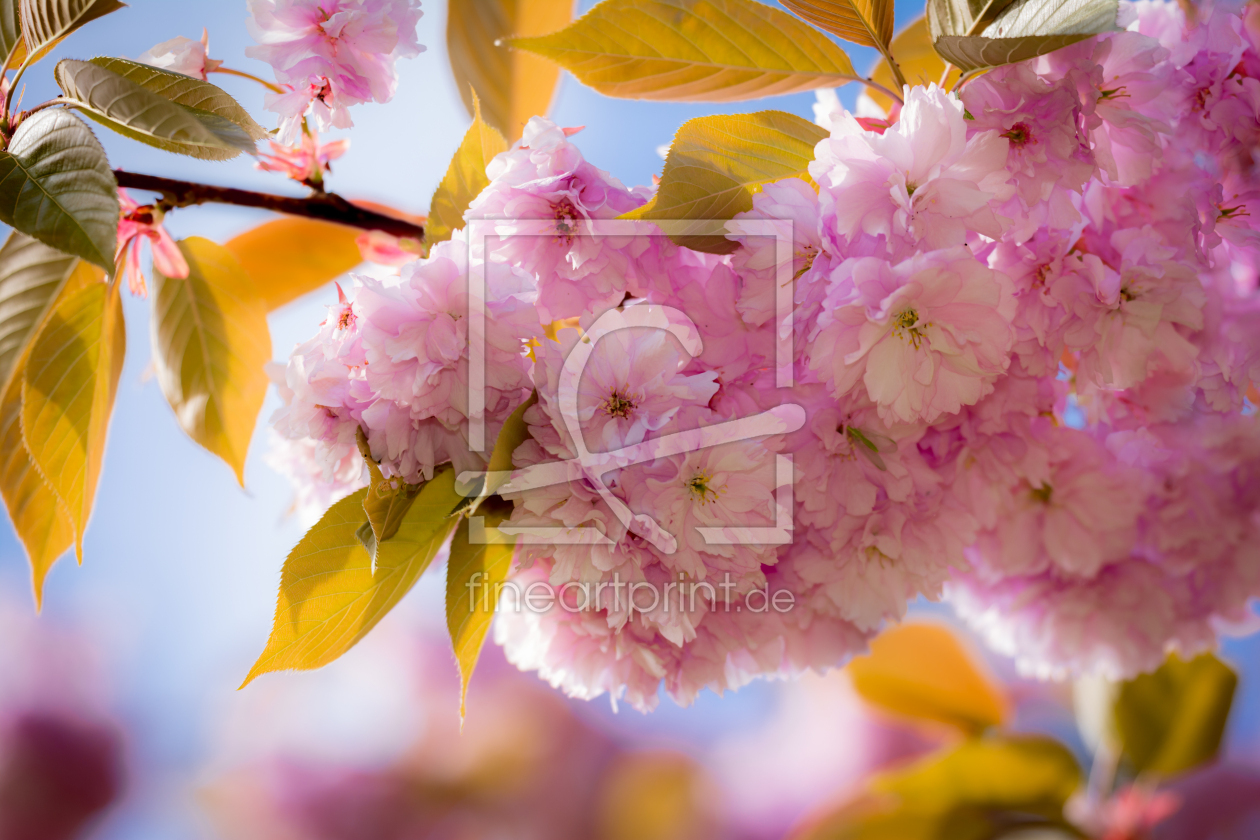 Bild-Nr.: 11491147 Kirschblüte erstellt von Richard-Young