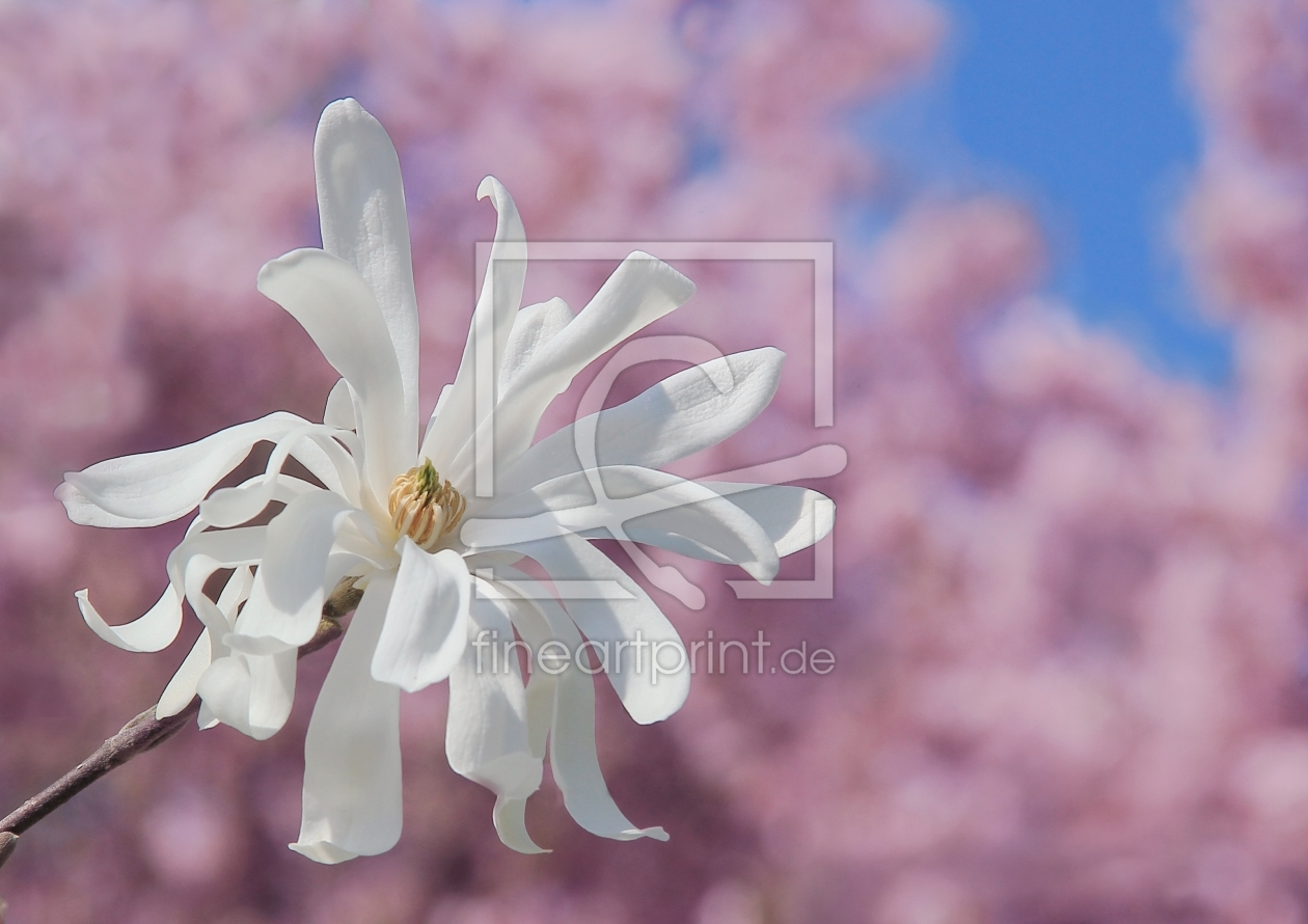 Bild-Nr.: 11495637 Magnolie vor rosa Kirschbaum erstellt von SusaZoom