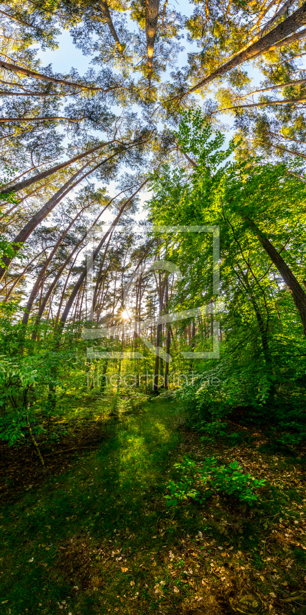Bild-Nr.: 11501560 Tief im Wald erstellt von Bart-Achilles