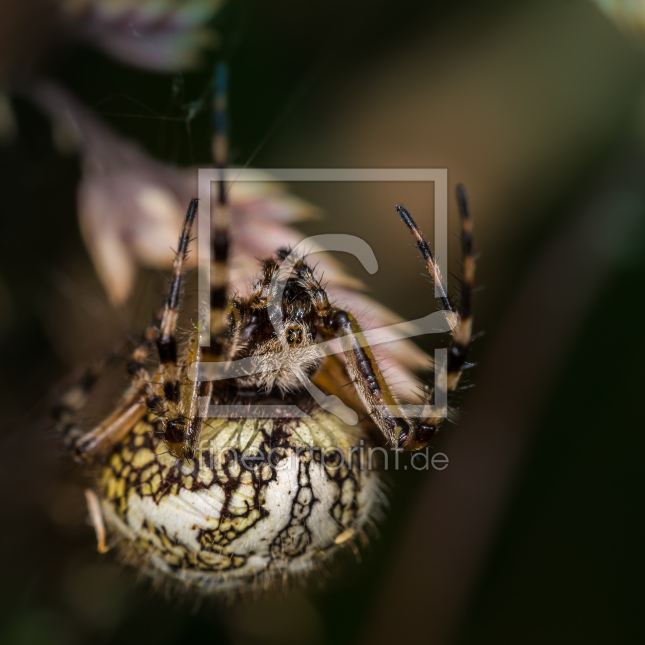 Bild-Nr.: 11520014 Eichblatt-Radnetzspinne Aculepeira ceropegia erstellt von Richard-Young