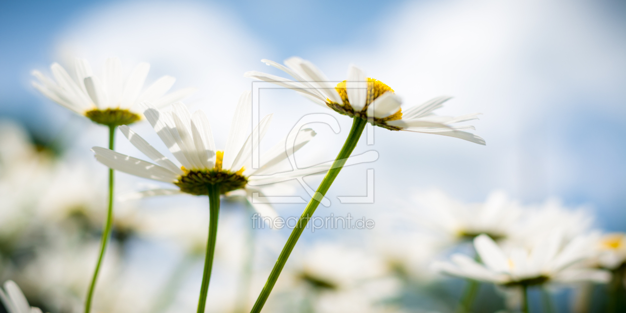 Bild-Nr.: 11525201 Margerite erstellt von Richard-Young