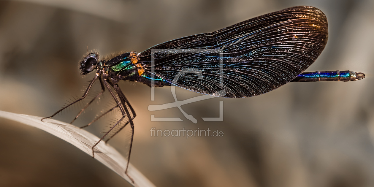 Bild-Nr.: 11541242 Prachtlibelle Calopteryx virgo erstellt von Richard-Young