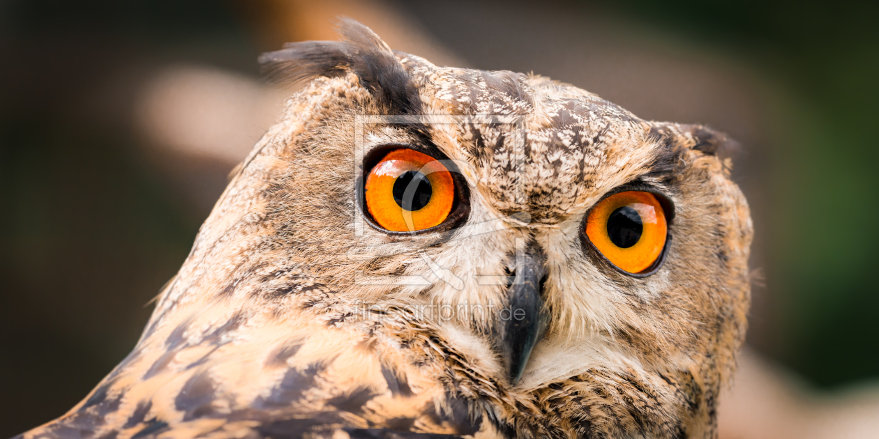 Bild-Nr.: 11545702 Uhu , Bubo bubo erstellt von Richard-Young