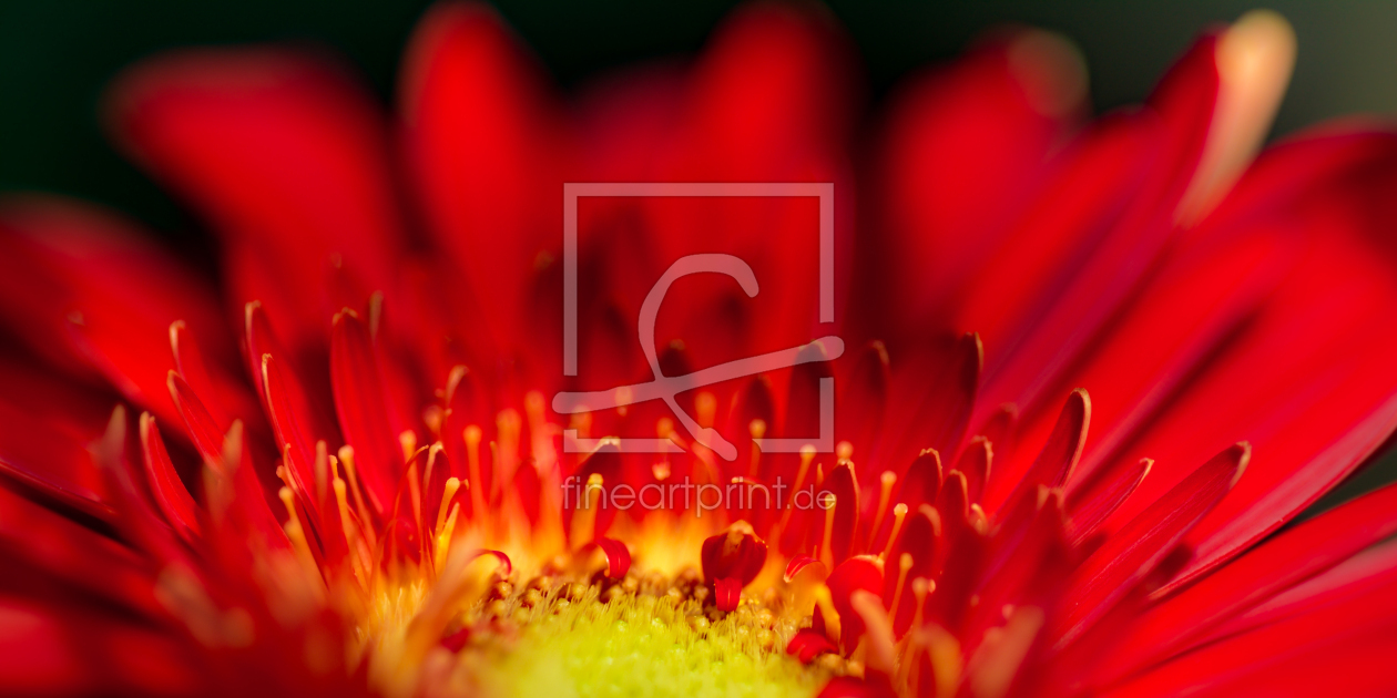 Bild-Nr.: 11555008 Gerbera erstellt von Richard-Young