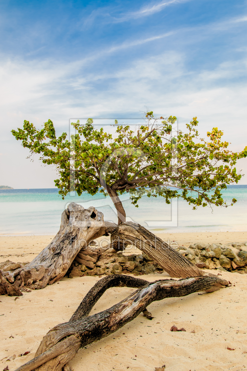 Bild-Nr.: 11556120 Baum am strand erstellt von KundenNr-293990