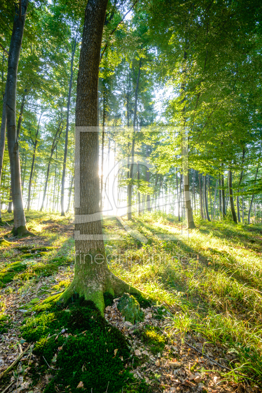 Bild-Nr.: 11568546 Grüner Wald erstellt von hannes cmarits