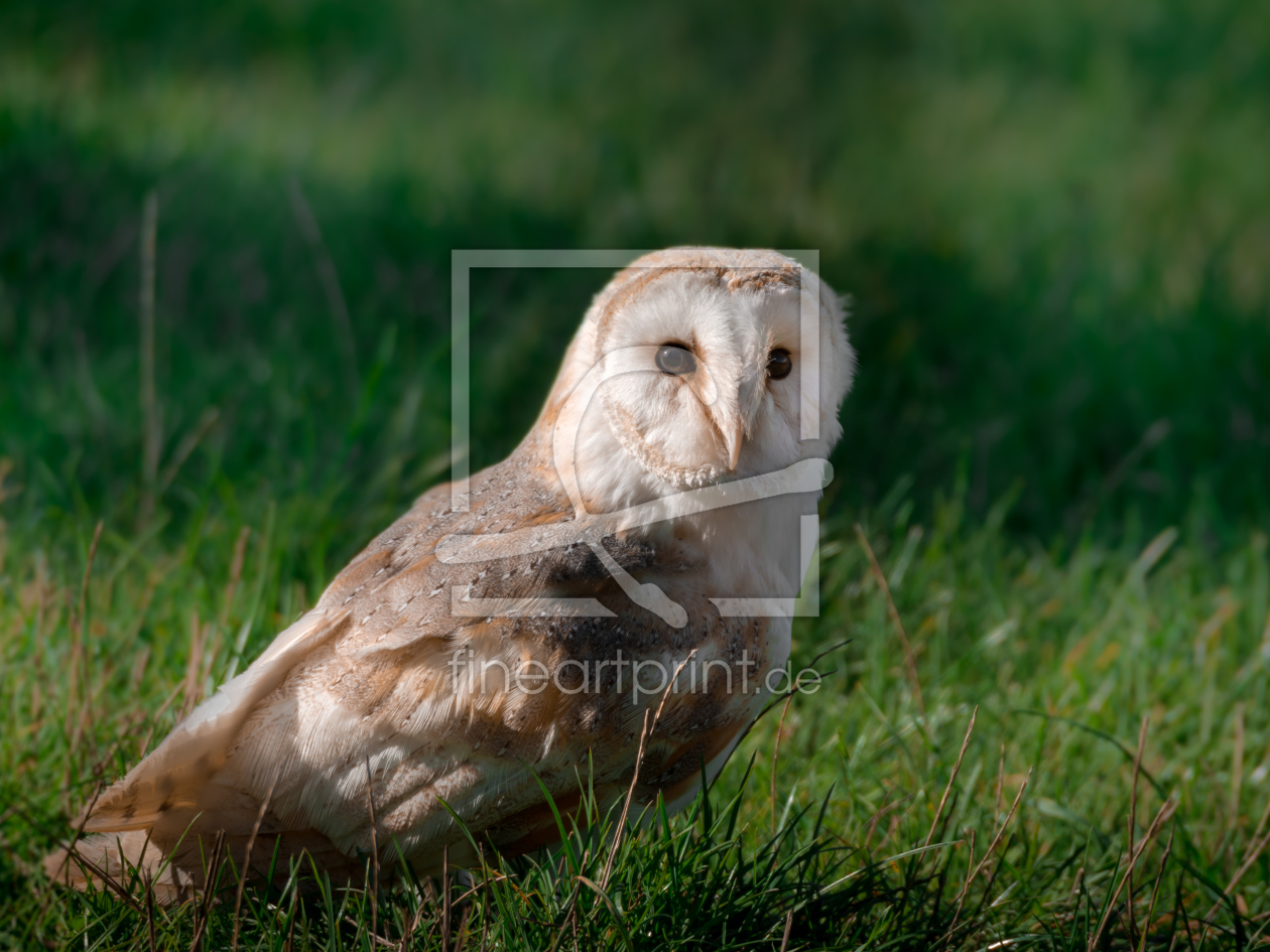 Bild-Nr.: 11593906 Schleiereule , Tyto alba erstellt von Richard-Young