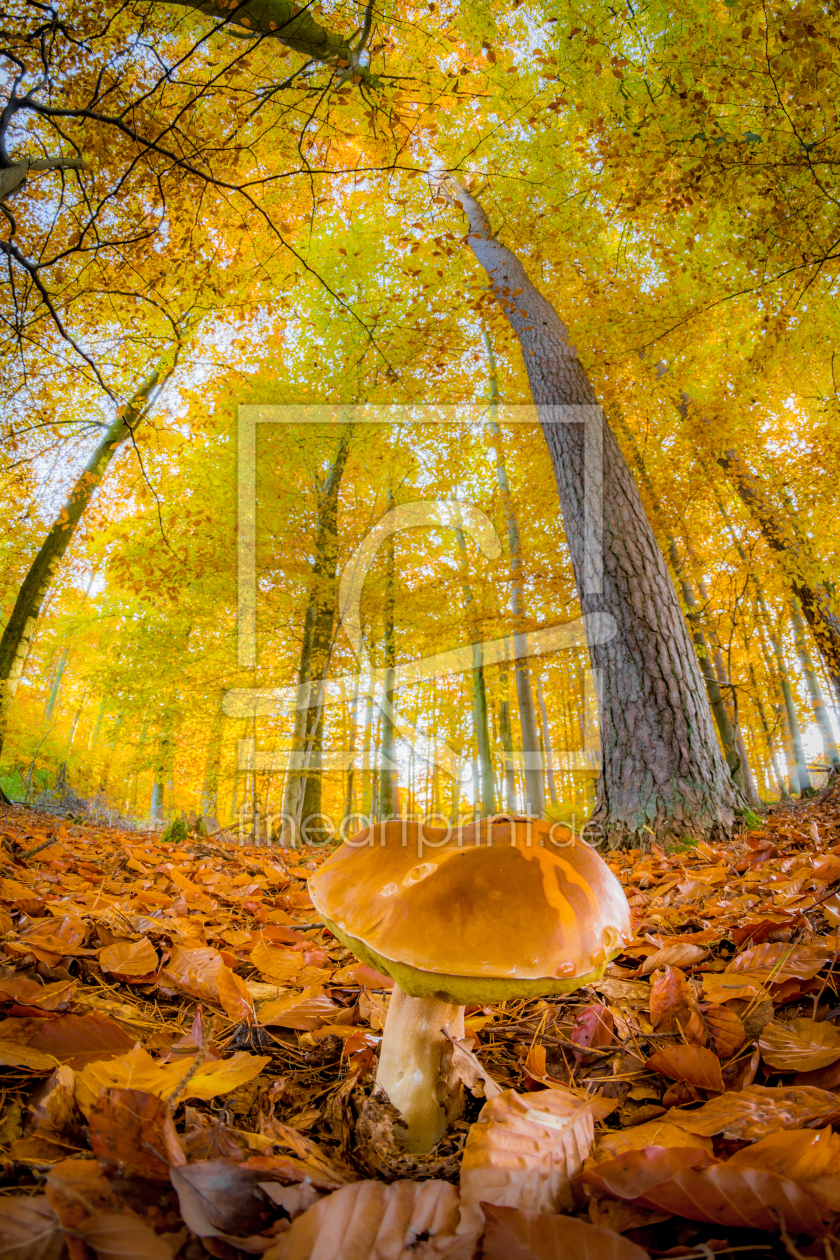 Bild-Nr.: 11610073 Herbstspaziergang erstellt von Richard-Young