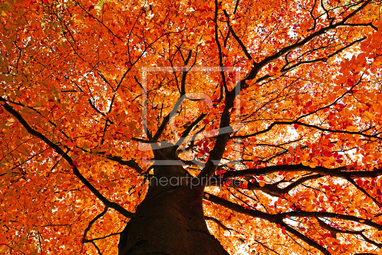 Bild-Nr.: 11617153 Herbststimmung  im Oktober erstellt von uwejaeger