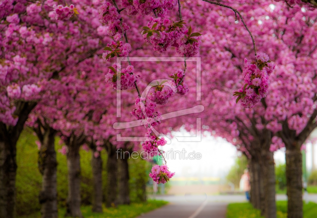 Bild-Nr.: 11645954 Kirschblüten erstellt von Numis-Motivkiste