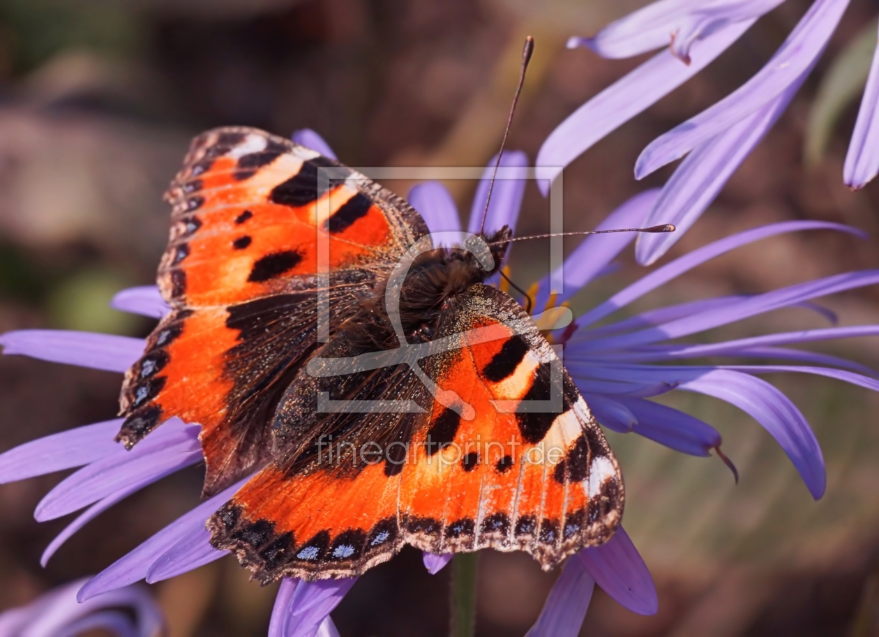 Bild-Nr.: 11646604 Butterfly erstellt von youhaveadream