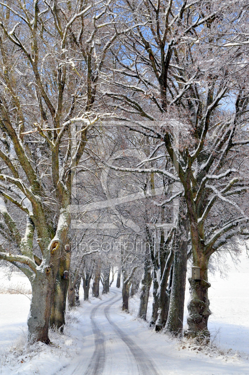 Bild-Nr.: 11685438 Baumallee im Winter erstellt von Nicola Furkert