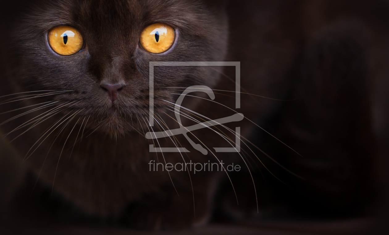 Bild-Nr.: 11695544 Die Augen einer Katze erstellt von Wabi-Sabi-Katzenfotografie