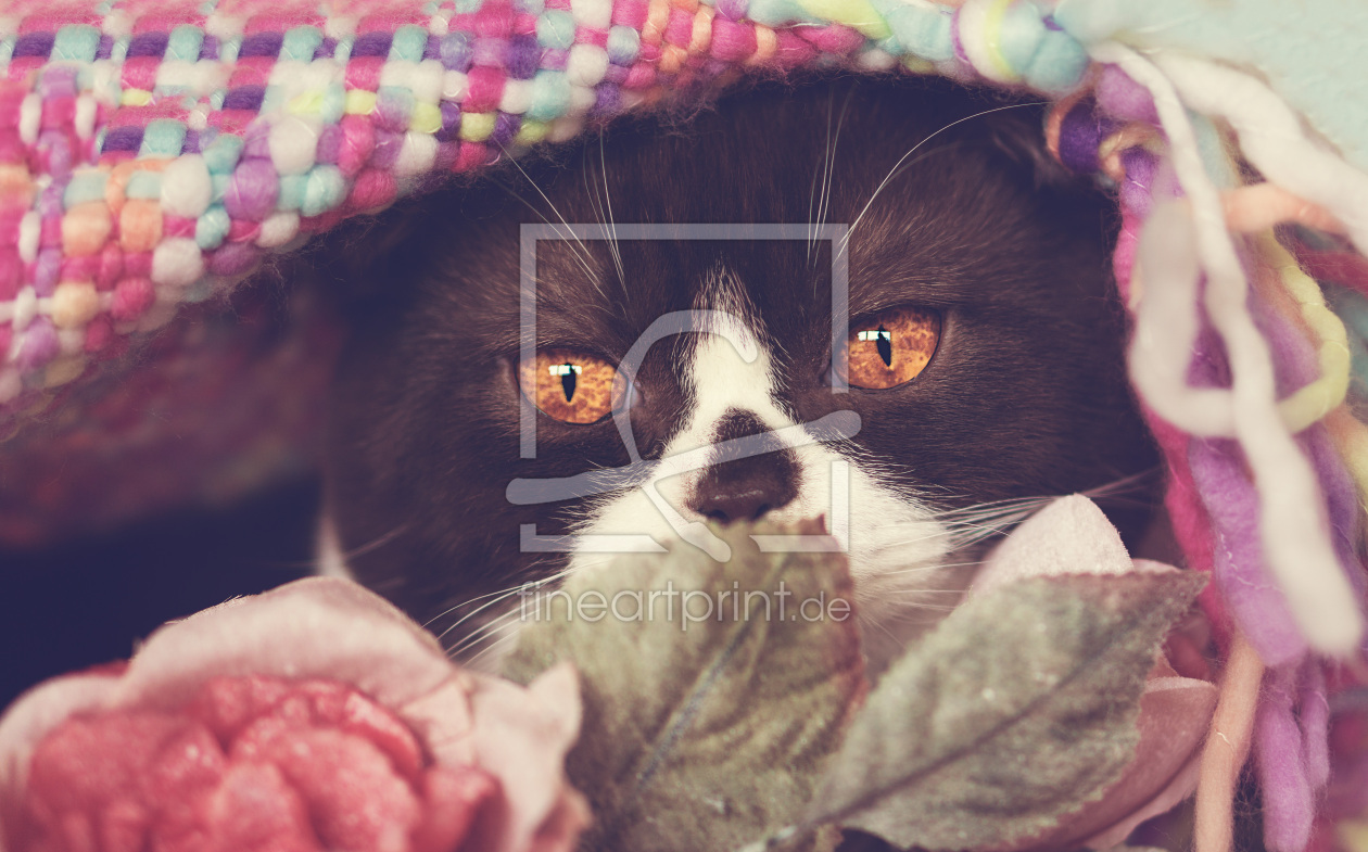 Bild-Nr.: 11695546 Romantic Cat erstellt von Wabi-Sabi-Katzenfotografie