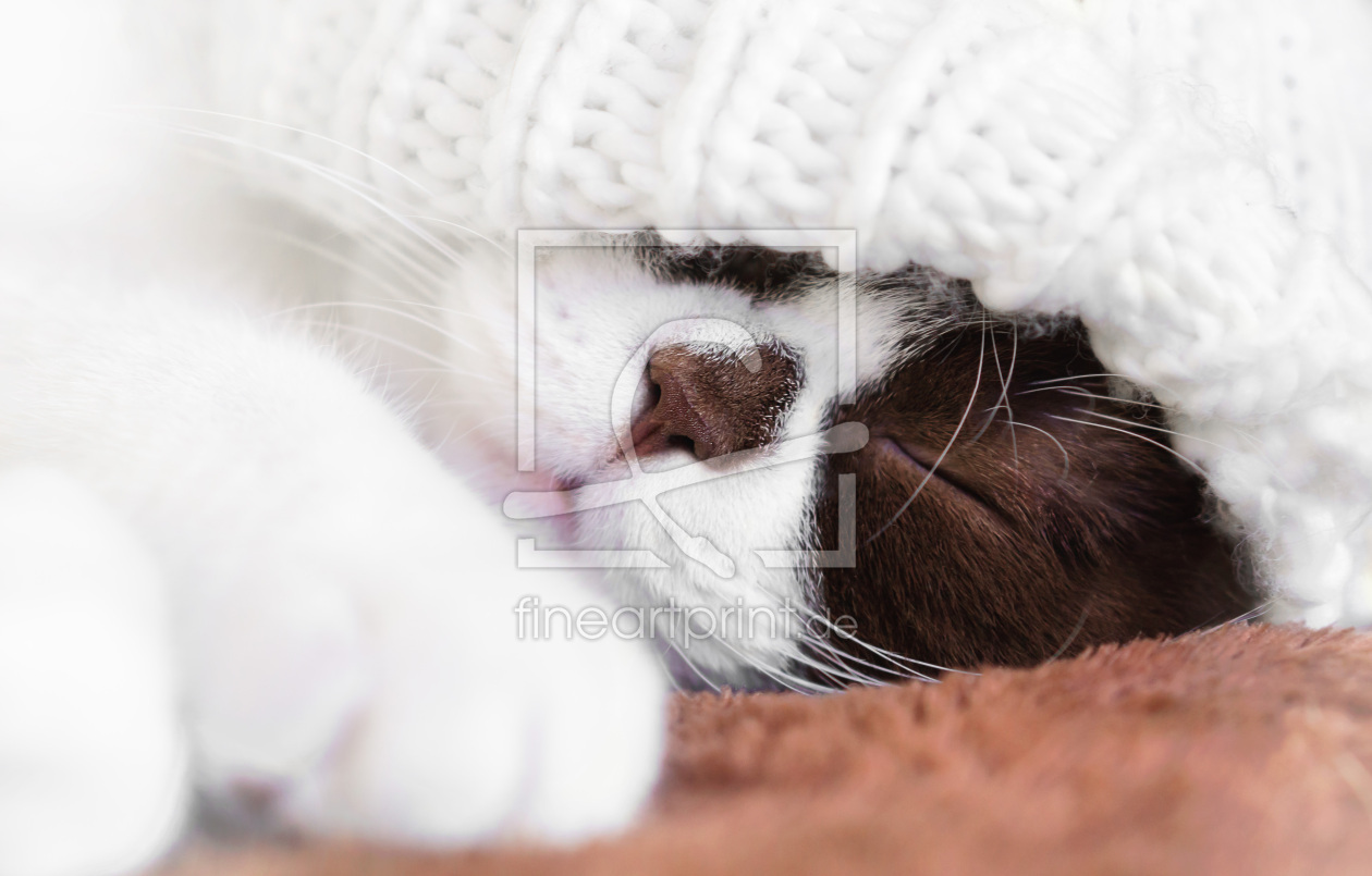 Bild-Nr.: 11697112 sweet dreams erstellt von Wabi-Sabi-Katzenfotografie