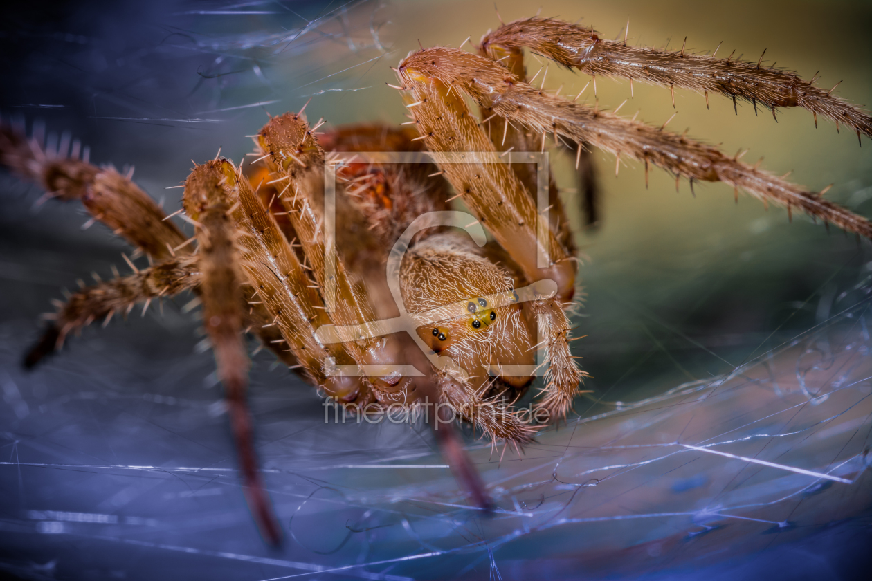 Bild-Nr.: 11698956 Kreuzspinne erstellt von Richard-Young