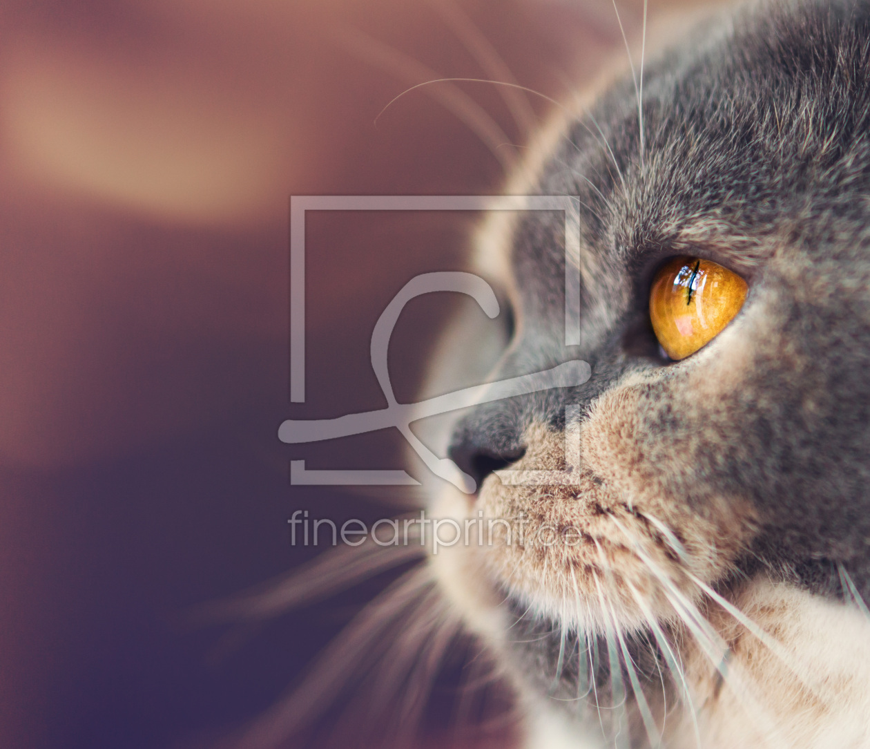 Bild-Nr.: 11703304 Nur wer Schmetterlinge lachen hört, weiß wie Wolken schmecken! erstellt von Wabi-Sabi-Katzenfotografie