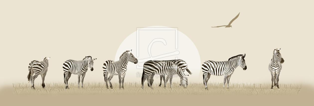 Bild-Nr.: 11747986 Zebraherde in Panorama erstellt von Mausopardia