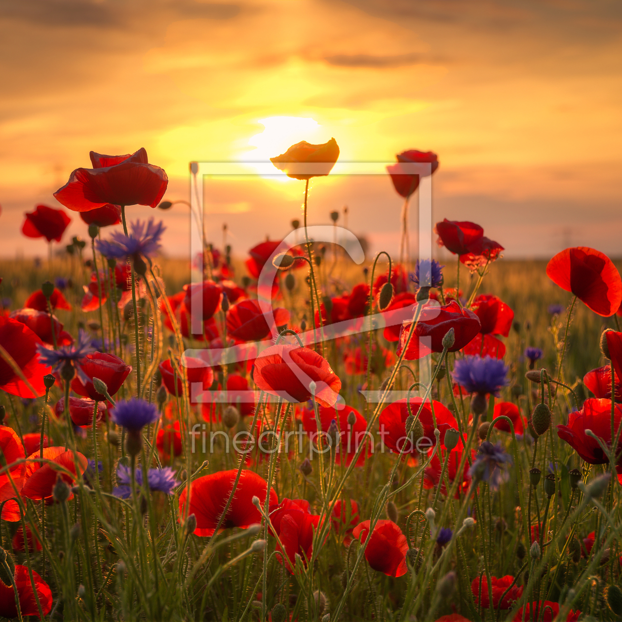 Bild-Nr.: 11769150 Sommermohn erstellt von Steffen Gierok