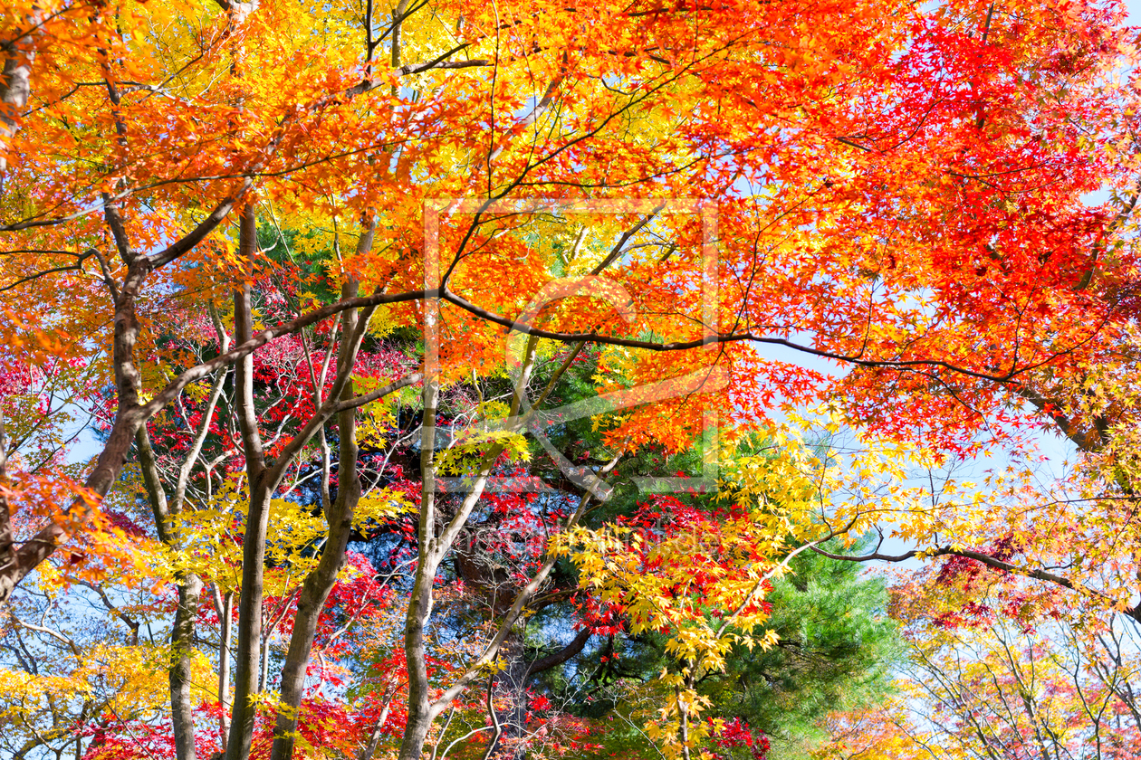 Bild-Nr.: 11812818 Farbenfroher Herbstwald erstellt von eyetronic