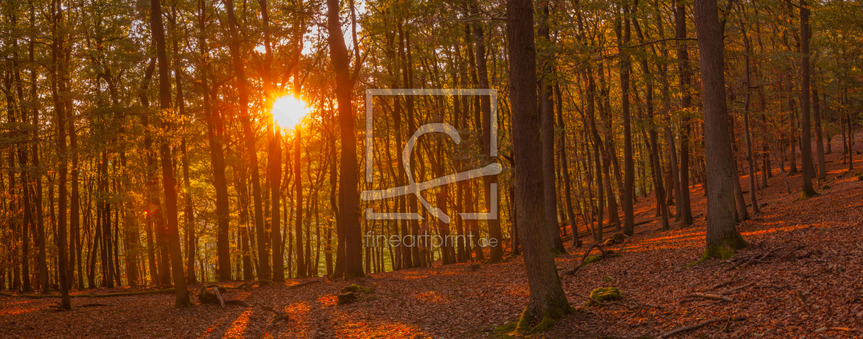 Bild-Nr.: 11826749 Abendlicht im Wald erstellt von Fototommi