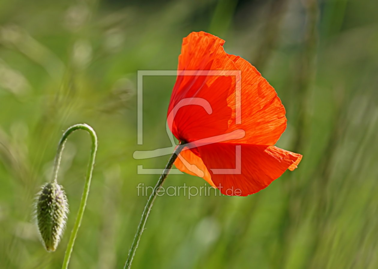 Bild-Nr.: 11855978 Poppy erstellt von youhaveadream