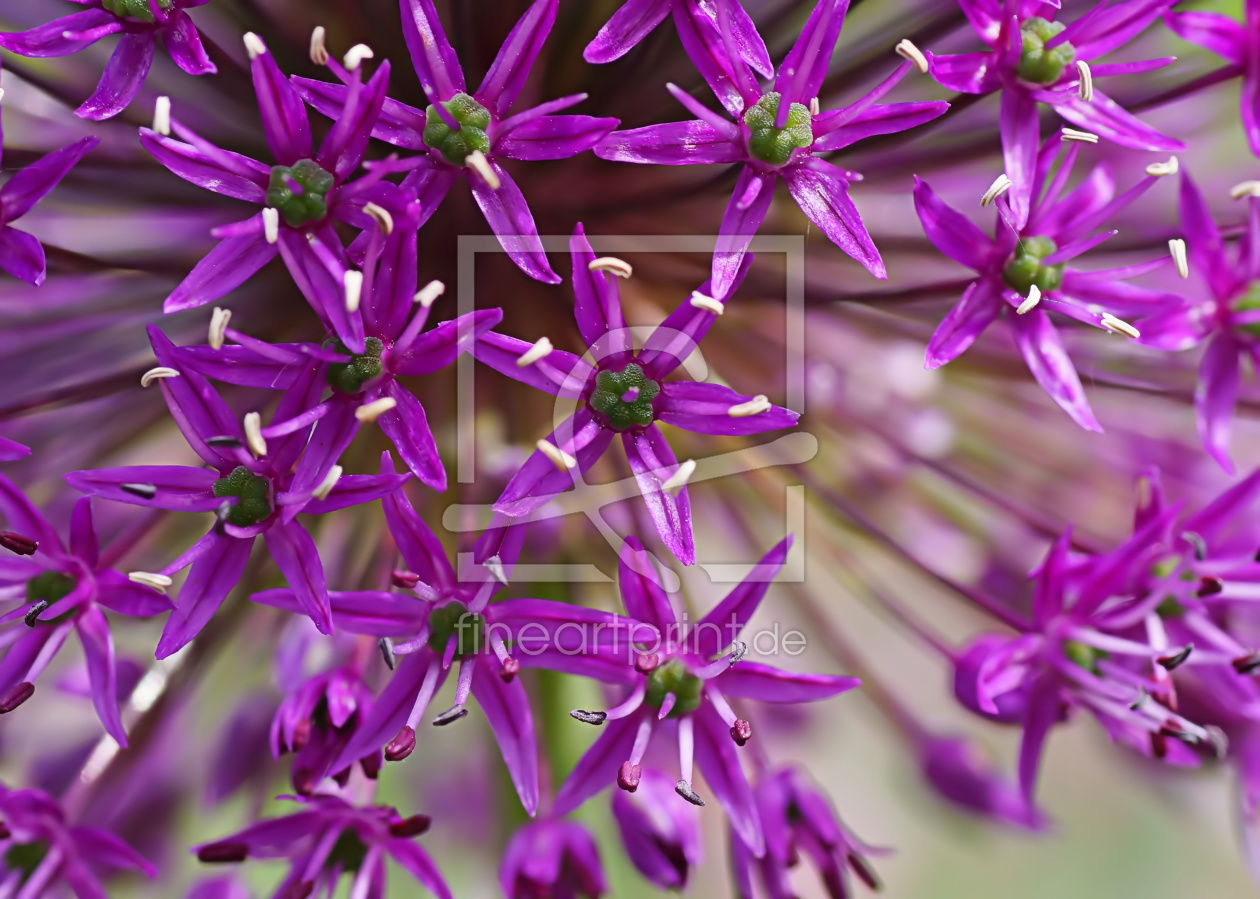 Bild-Nr.: 11858978 Allium erstellt von MoNoir