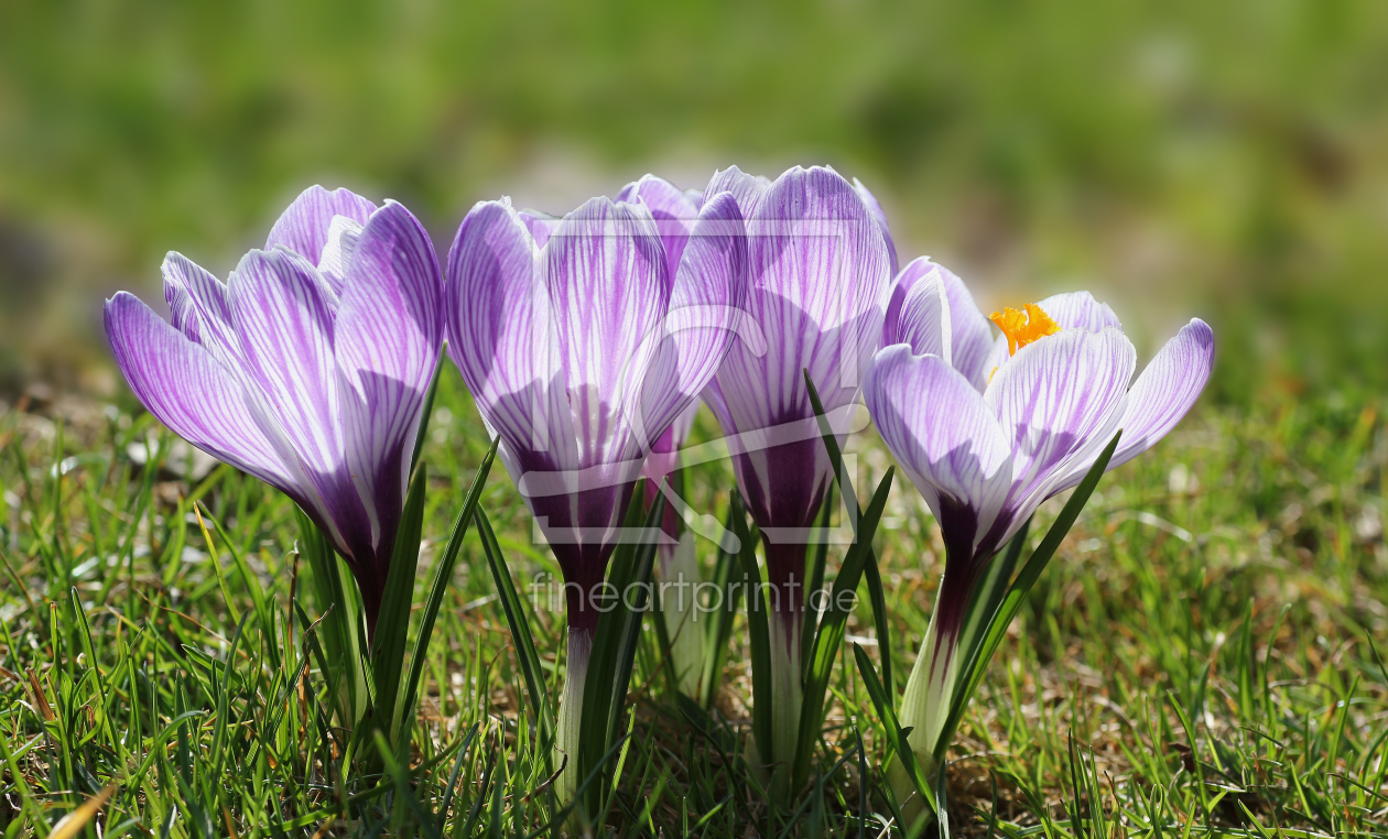 Bild-Nr.: 11868844 Striped Crocus erstellt von SusaZoom