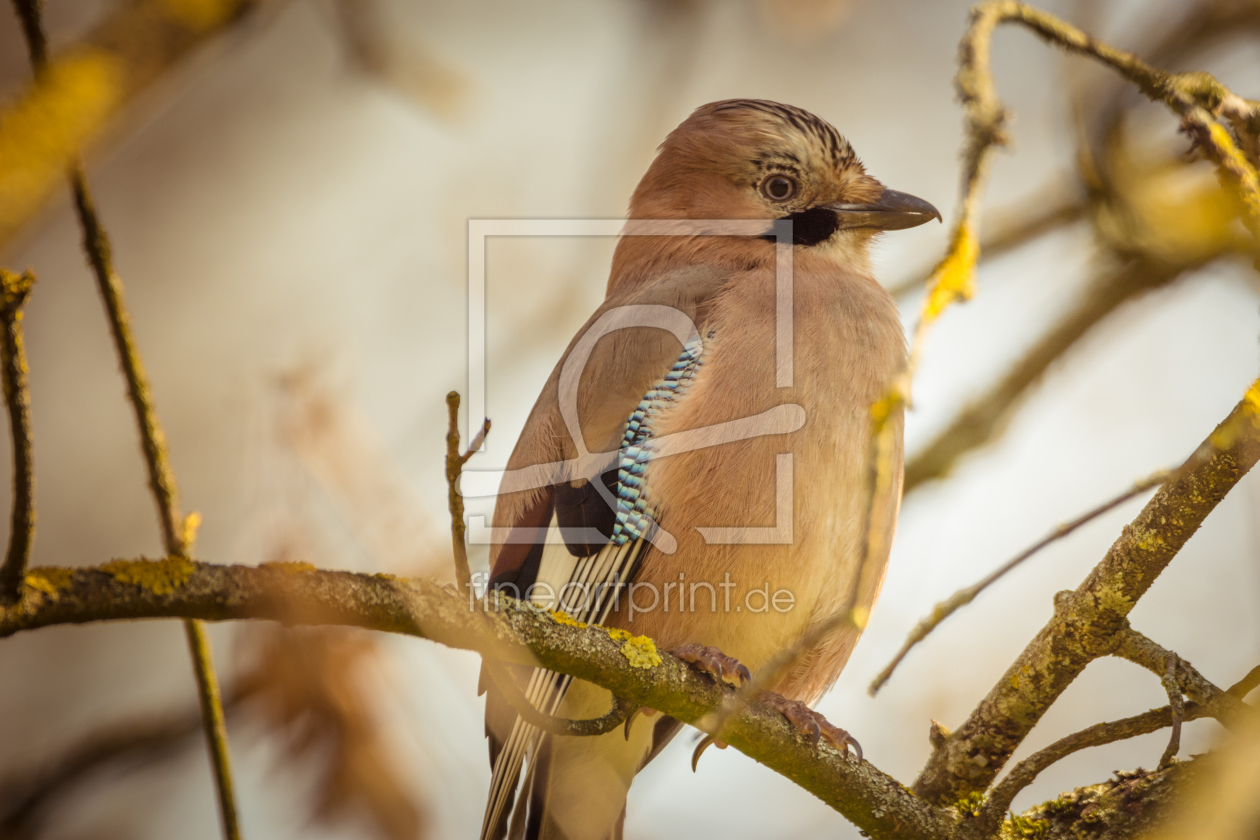 Bild-Nr.: 11901827 Vogel des Waldes erstellt von luxpediation