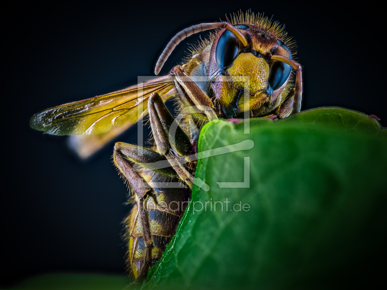 Bild-Nr.: 11915904 Vespa crabro - Hornisse erstellt von Richard-Young